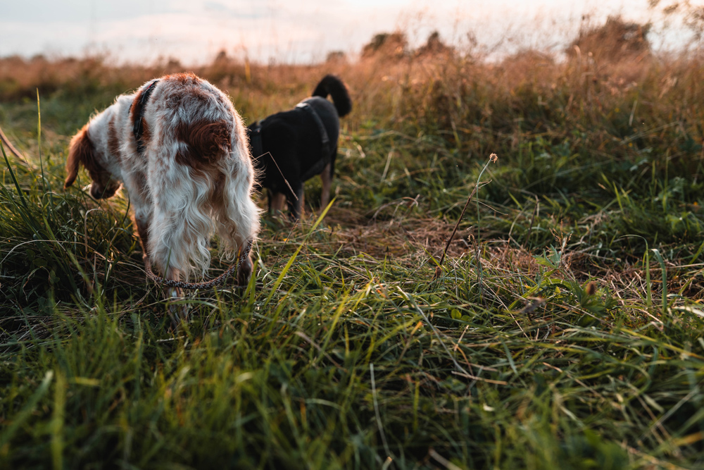 hund-hund-fotos-webseite