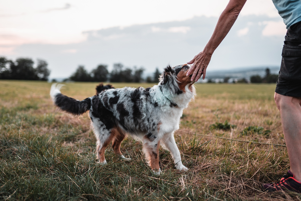 hunde-shooting-australian-shepherd-1