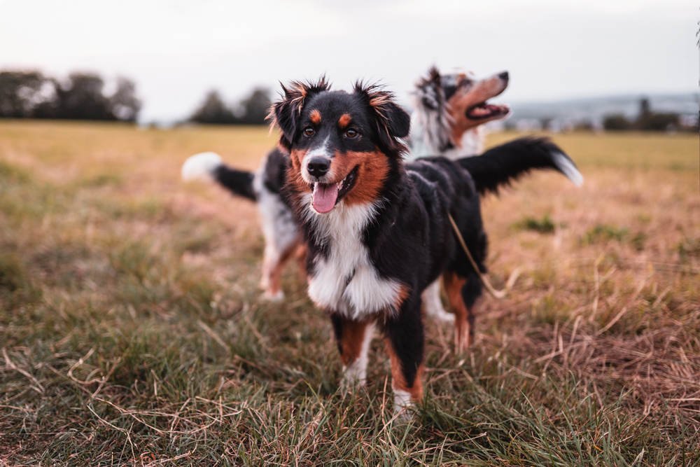 hunde-shooting-australian-shepherd-2