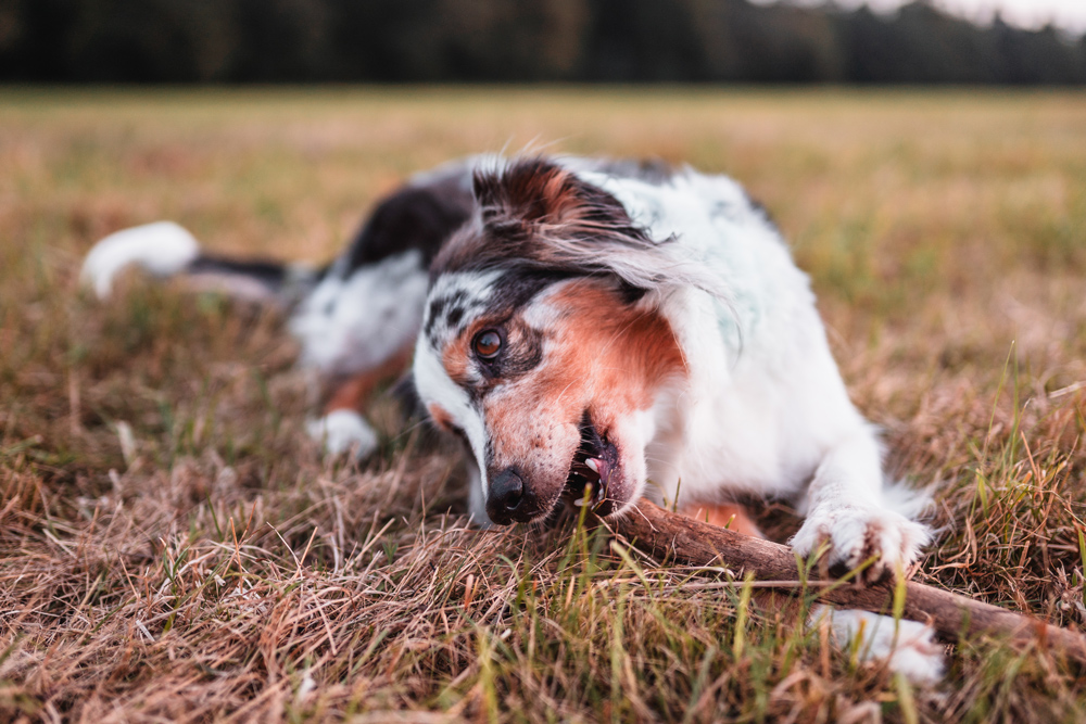 hunde-shooting-australian-shepherd-3