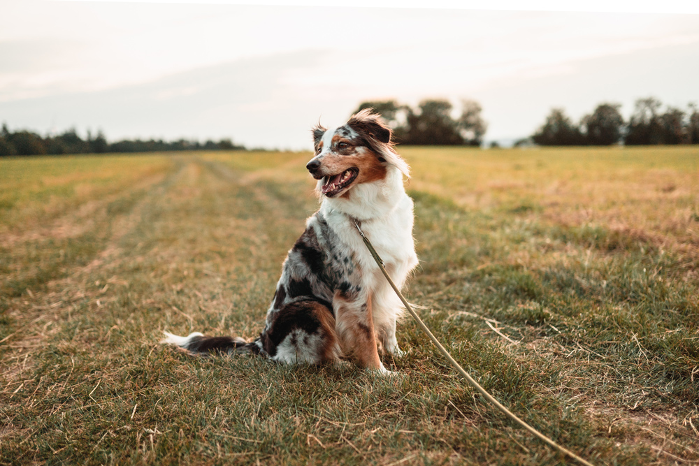 hunde-shooting-australian-shepherd-4