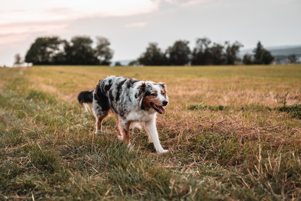 hunde-shooting-australian-shepherd