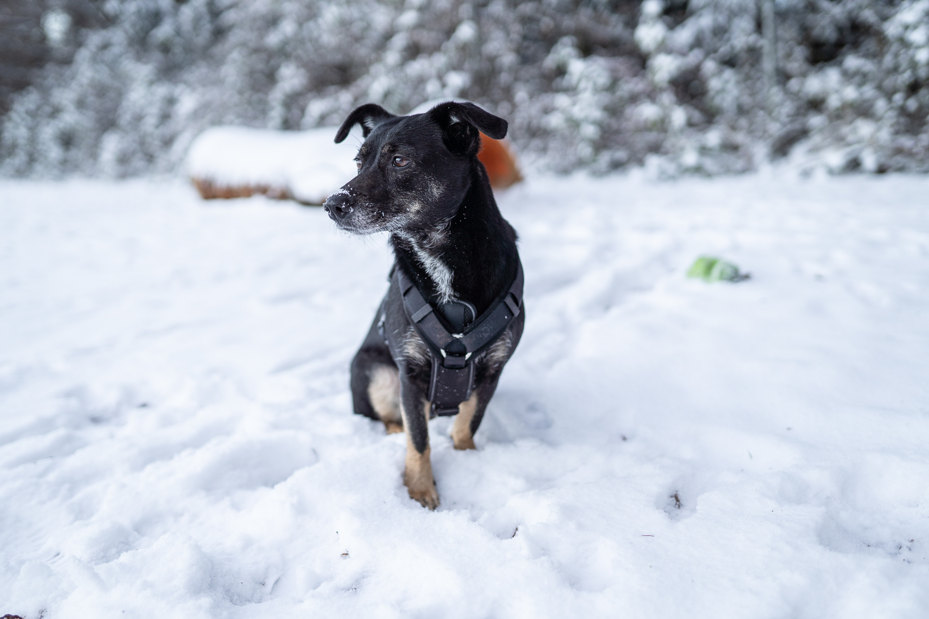 hundegeschirr-fellbengel