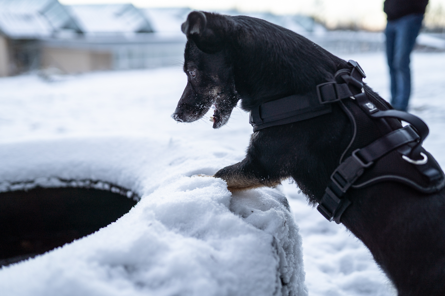 hundegeschirr-griff-fellbengel