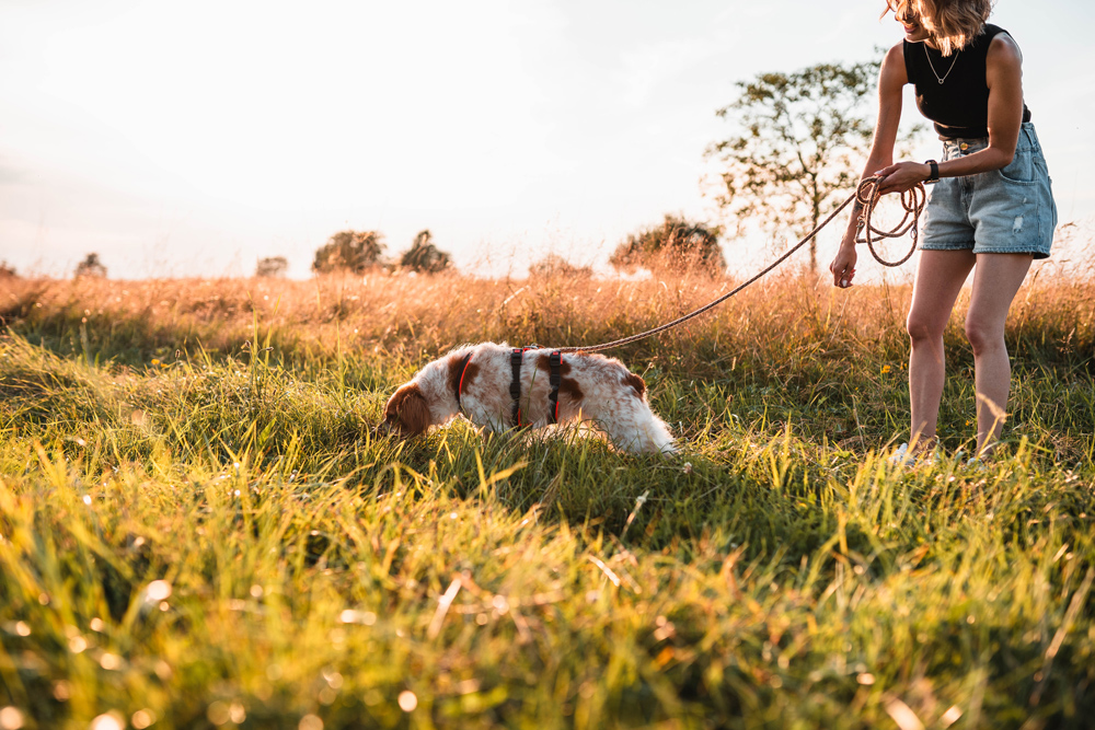 mensch-hund-shooting-malin